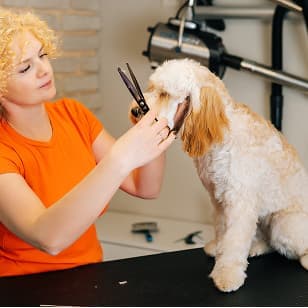 Makasla tüy kesimi yapılan pofuduk bir köpek